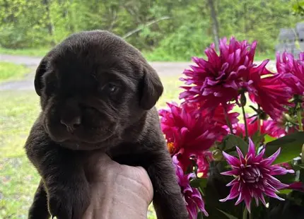 a person holding a labrador retriever dog